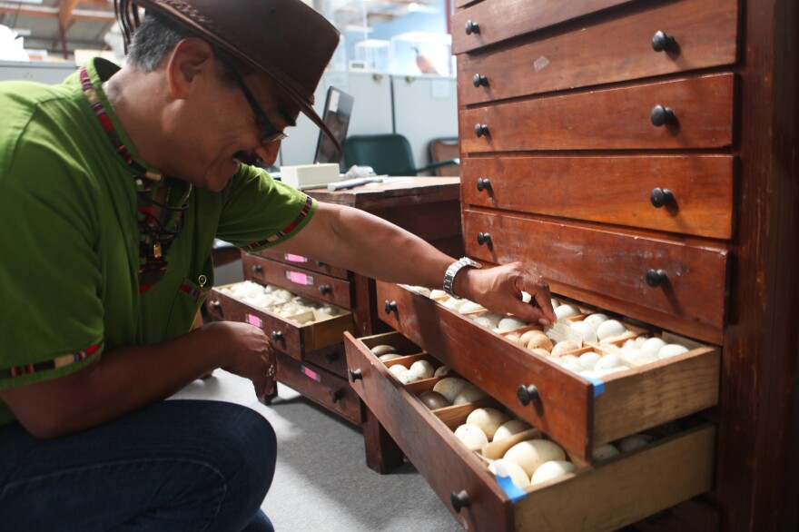 Corado, here examining the newly arrived private collection, began working as a gardener for the Western Foundation in the early 1980s. With the encouragement of Ed Harrison, the collection's founder, the native of Guatemala learned English, became a citizen and earned a degree in biology.