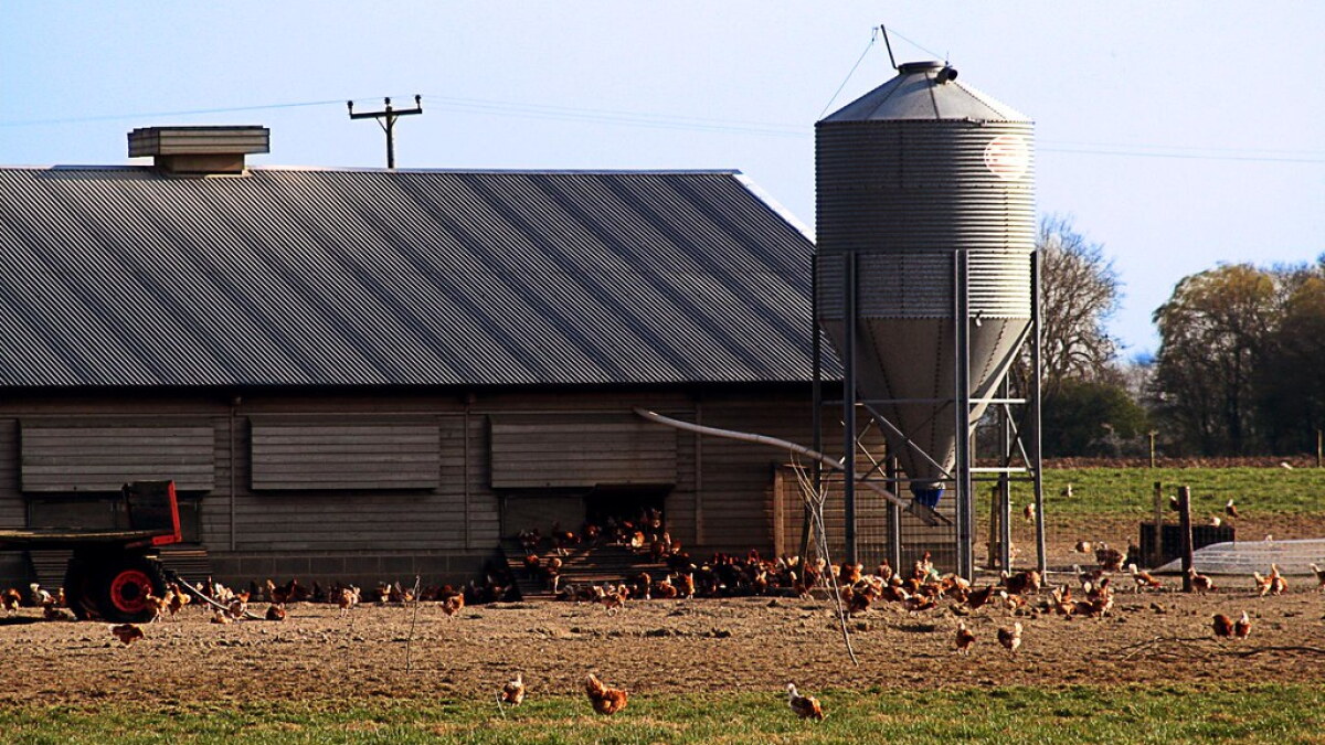 Bird Flu Vaccine in the Works - Vimarsana News