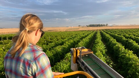 A woman with a blond pony tail holds onto a metal railing above rows of grape vines. Corn grows beyond the vineyard.