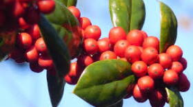 Winterberry Holly (llex verticillata) is one of the many trees and shrubs native to our region that provide color and texture to a landscape.