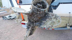 Boat propeller encrusted with invasive mussels.