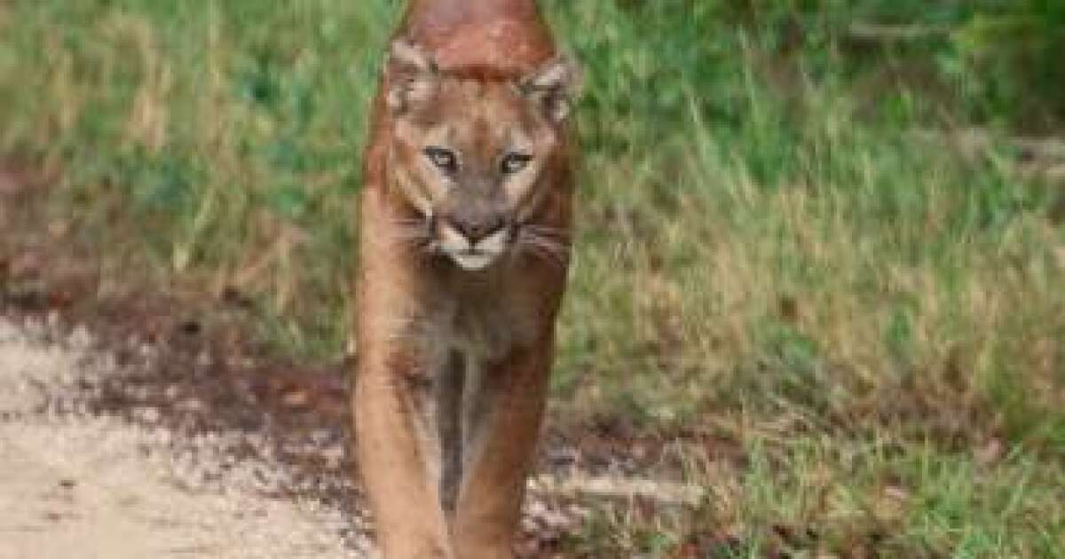 New Study Shows Florida Panther Breeding Program Helped ...