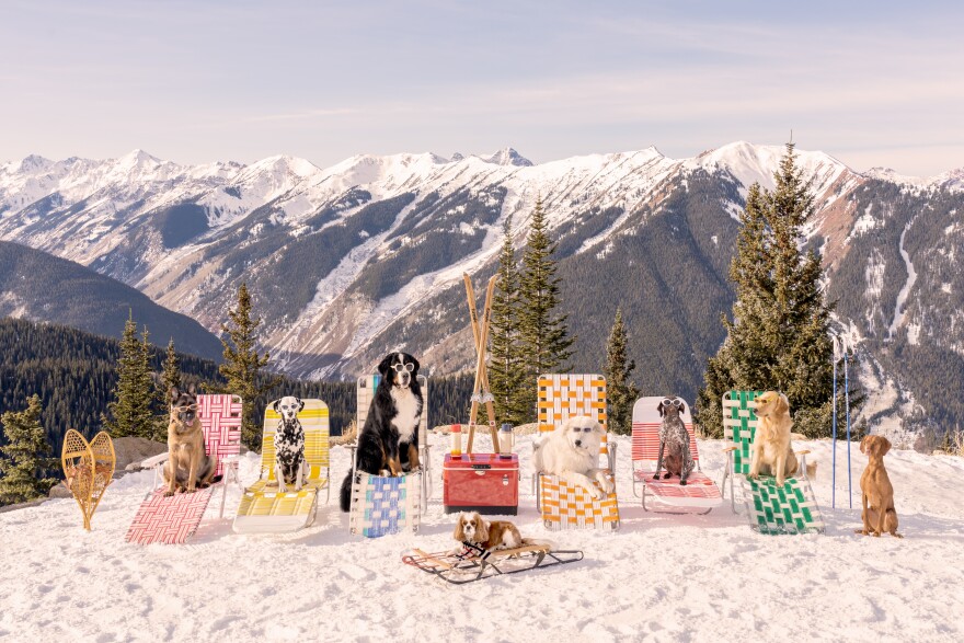 Gray Malin's furry subjects lounge on top of Aspen Mountain, with the Elk Mountains stretching across the background.
