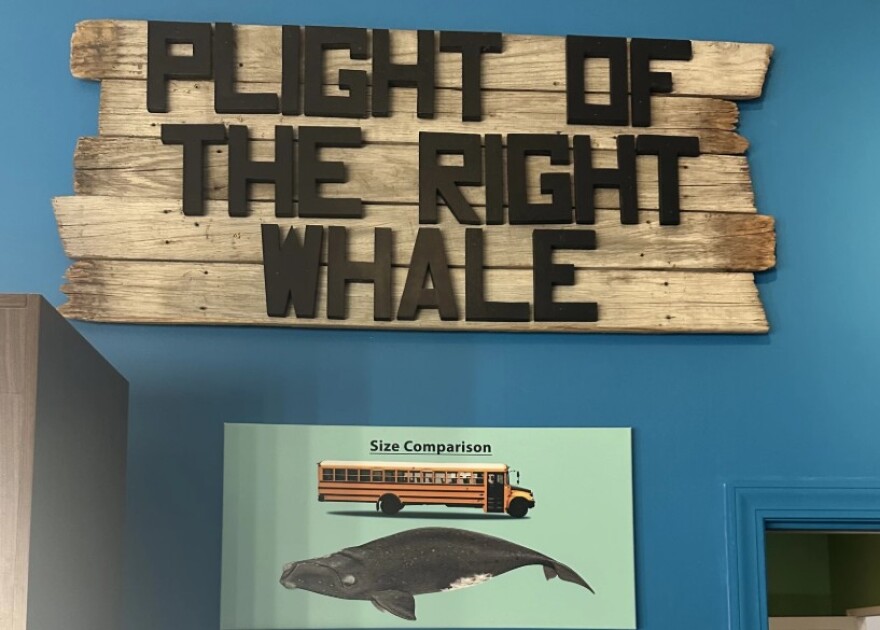 Info on the North Atlantic Right Whale at the Museum of Coastal Carolina.