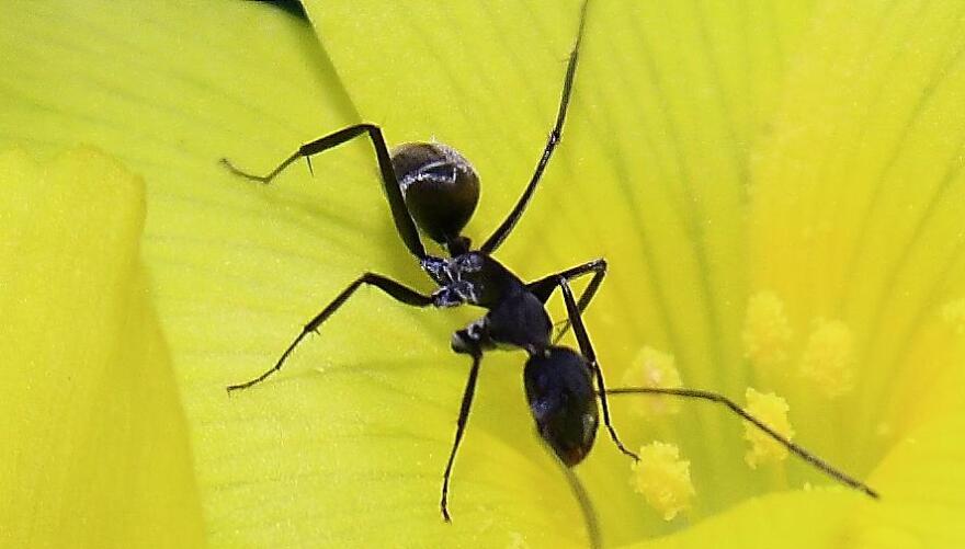 ant on flower
