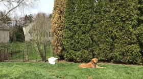 Photo of Nicholas Bednar's backyard with their dog, Molly.