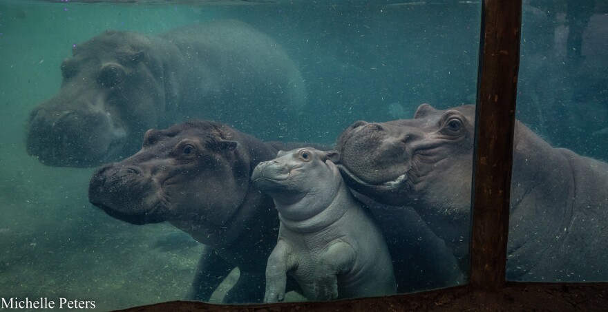 tucker, fiona, fritz and bibi inside hippo cove