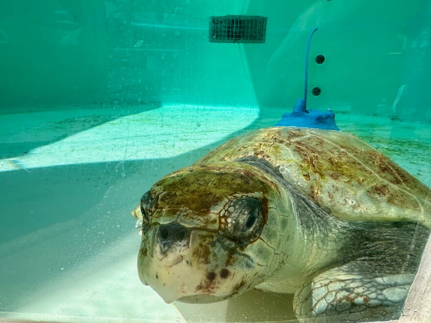 An adult female Kemp's ridley sea turtle is seen swimming in a tank at Loggerhead Marinelife Center