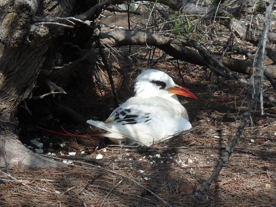 The ants would swarm the nests of red-tailed tropic birds, spraying their eyes and beaks with formic acid. In many cases, it would cause blindness or lead to death.