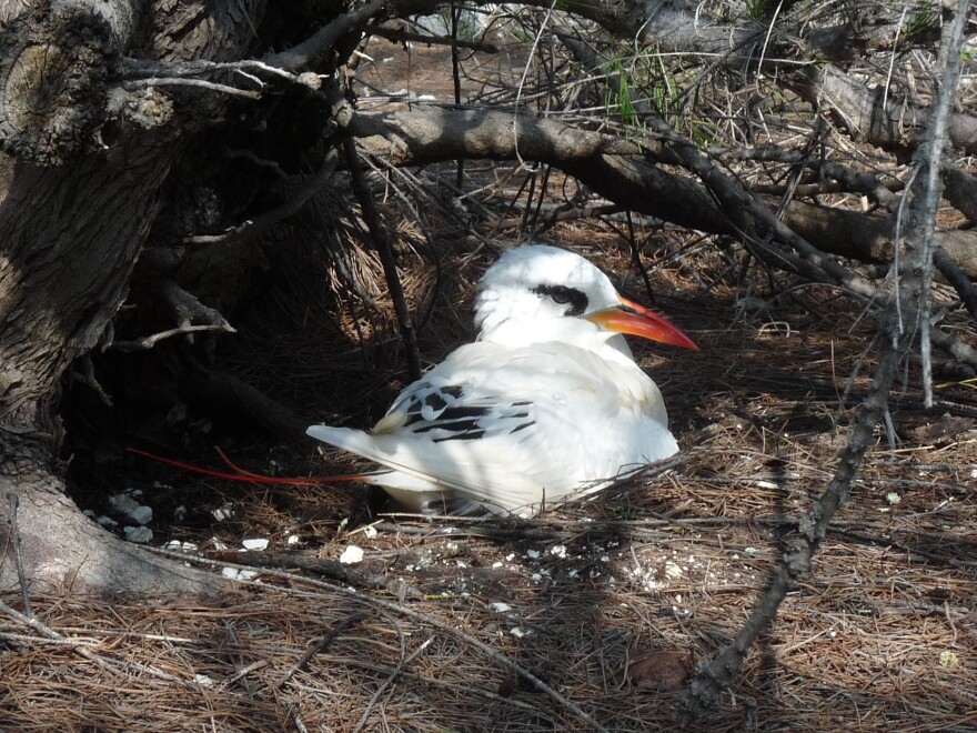 The ants would swarm the nests of red-tailed tropic birds, spraying their eyes and beaks with formic acid.  In many cases, it would cause blindness or lead to death.