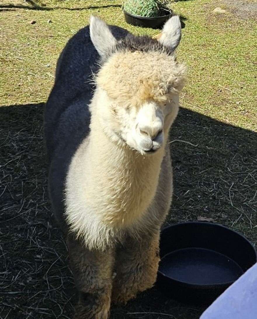 Chrome is 5 years old.