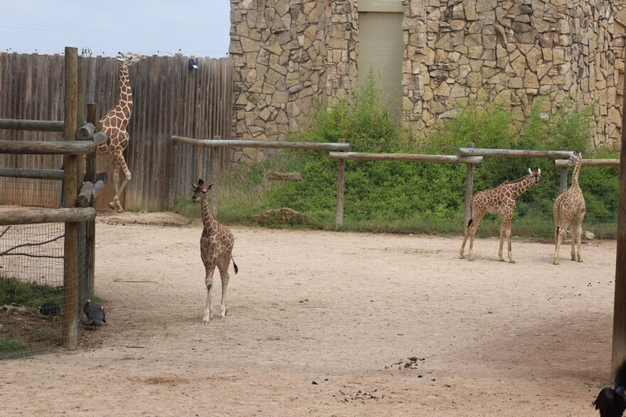 Baby giraffes and mom inside the Abilene Zoo on Zippity Zoo Day. Photo by Allison Diaz.