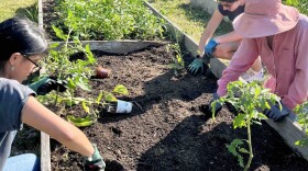Students are volunteering at the ReWild EcoTable, which receives food scraps, to learn how to plant tomatoes and develop a similar recycling and composting at East Hampton High School.