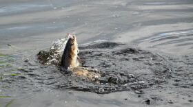 An American shad fish is caught in Nova Scotia. (Image via Shutterstock)