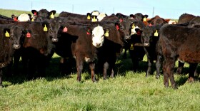 Beef producer Mike John's calves were born last fall and weaned during the winter in Missouri. He's hoping Asian consumers will be able to eat more of his beef if the Trans-Pacific Partnership trade deal is ratified.
