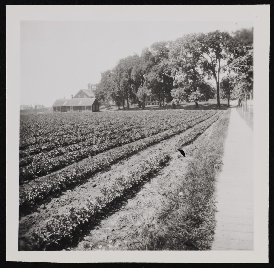 Henry Griswold Comstock’s celery farm adjoining Comstock Lane and Mitchell Street, circa 1900-1915.