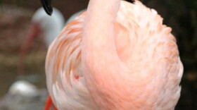 In this undated photo made available by Bush Gardens Tampa Bay, shows Pinky, a flamingo at the park in Tampa, Fla. Joseph Anthony Corrao was visiting Bush Gardens with his family on Tuesday, Aug. 3, 2016, when he reached into a pen, picked up Pinky and threw her down. The bird suffered traumatic injuries and had to be euthanized. Corrao was arrested and released on bond. (Bush Gardens Tampa Bay via AP)