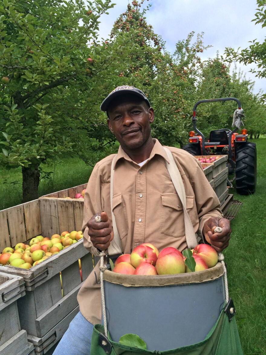 The apples at Scott Farm are picked on tall ladders, by hand, by a crew of six men. Fredson Brissett is ready to unload a basket of freshly picked Hubbardston Nonesuch. A full basket weighs over 40 pounds.