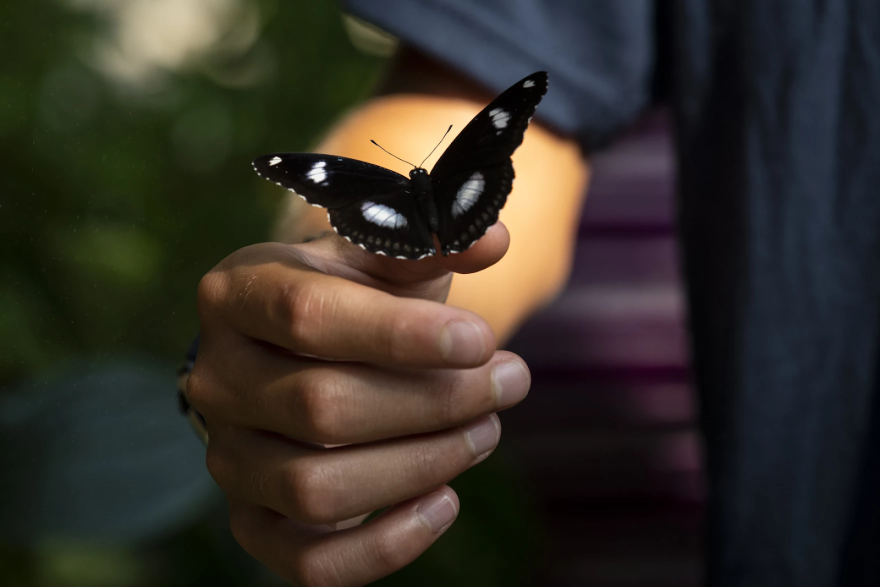 A person holds a black butterfly with white spots.