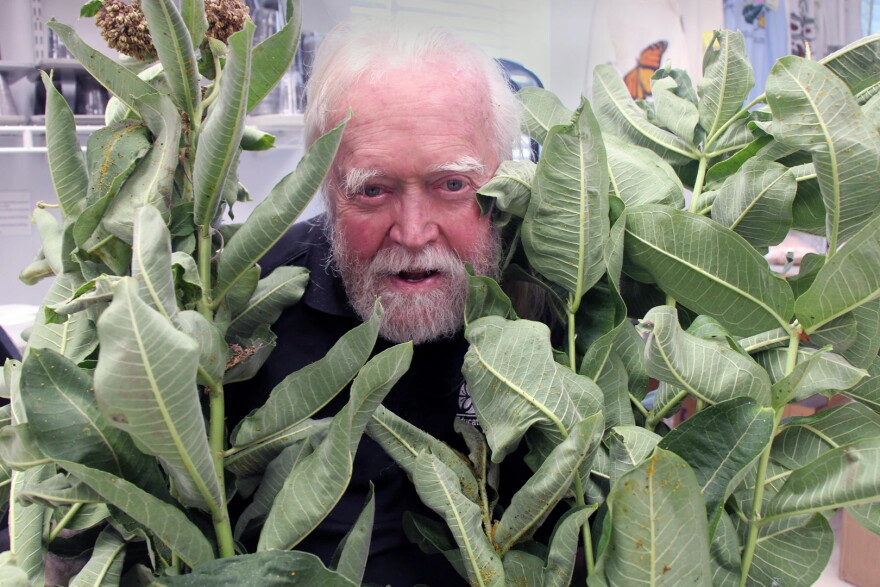 Orley “Chip” Taylor, the founding director of Monarch Watch at the University of Kansas, pokes his head through stems of common milkweed.