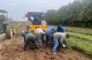 H-2A workers tend a pine tree field at Dutchman Tree Farms in Michigan.