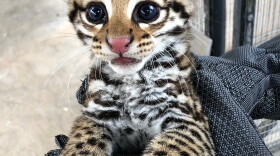 One of three ocelot kittens born via artificial insemination.