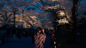 Hanami (flower viewing), Sakura (Cherry Blossom Festival), Nijo Castle, Kyoto, Japan