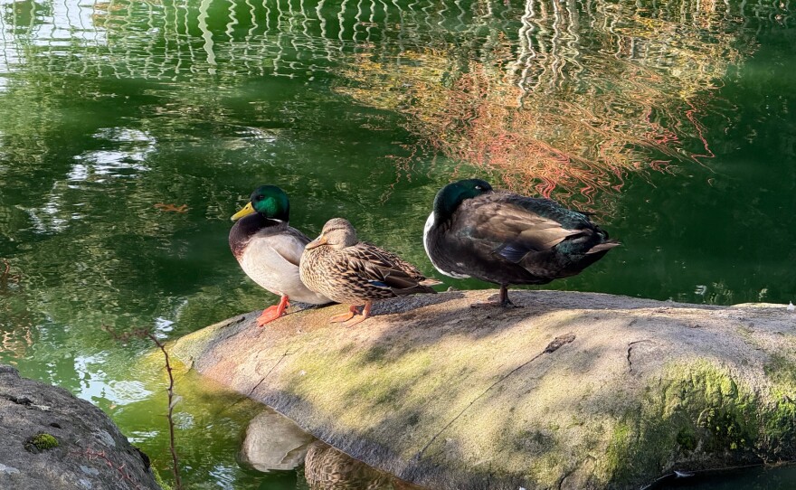 Derek met up with these ducks in Creswell, snapped by the ponds where Dale Kuni Road meets Emerald Parkway.