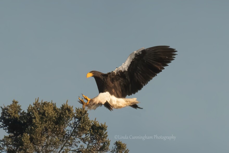 Steller’s Sea Eagle