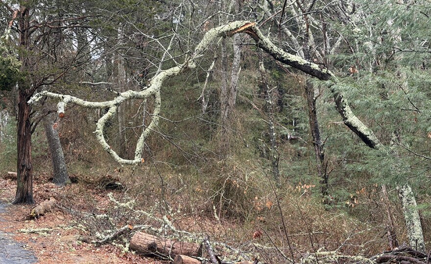 A fallen tree limb