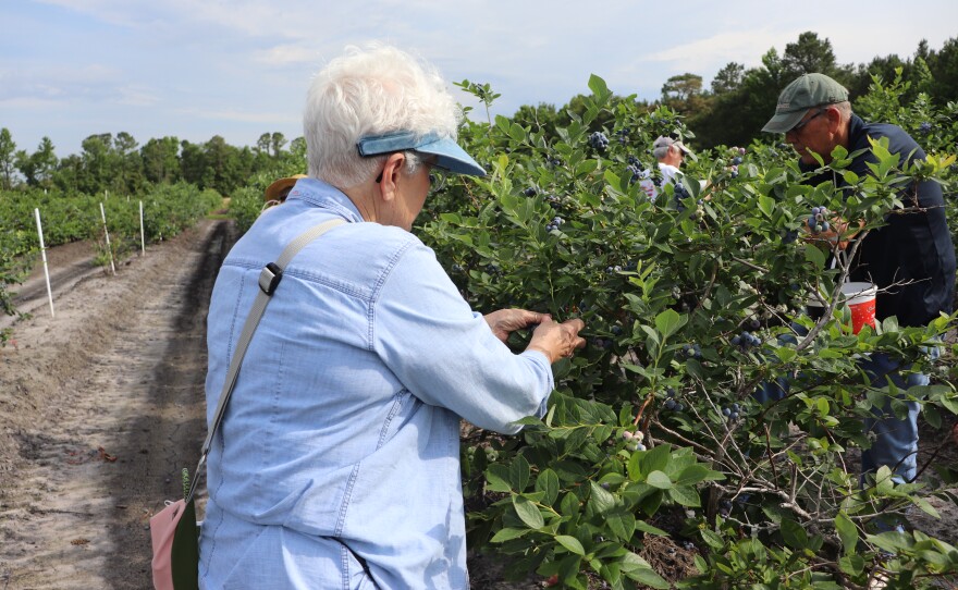 Volunteers and NC State cooperative staff worked together to pick more than 700 pounds of Blueberries on Friday, May 24.