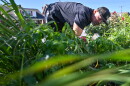 Everett Upton of Common Ground Ministries picks vegetables in the garden at the church.