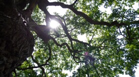 The largest documented Chinkapin oak in the entire U.S. stretches its branches over the South Fork of the Shenandoah River.