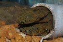 Hellbenders are among the largest amphibians in North America, growing nearly two feet long. 