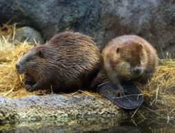 Acorn (left) and Zucchini are the new beavers at the Columbus Zoo & Aquarium. They are on display in what used to be the enclosure for the otters. Photographed on Tuesday, January 29, 2013. (Columbus Dispatch photo by Jonathan Quilter)_