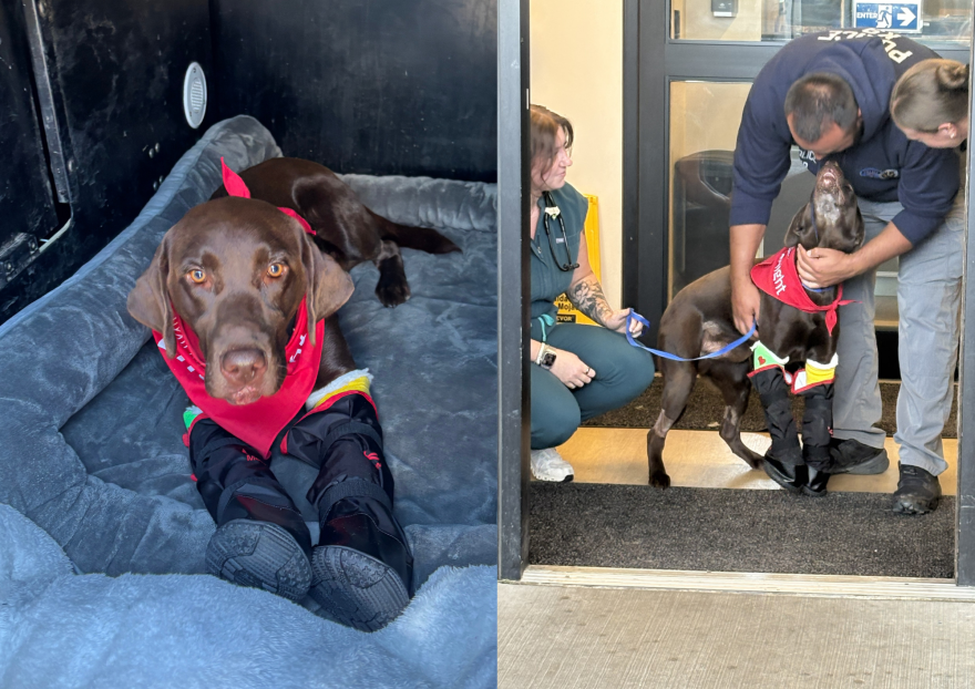Park City K-9 Bruno leaves hospital after surgery Sept. 16, 2026.