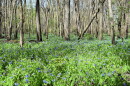 The ParkLands Foundation manages about 4,000 acres of ecosystems in the Upper Mackinaw River Valley.
