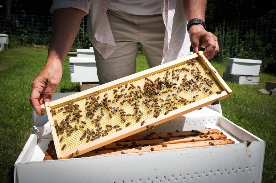 Maryann Frazier, a researcher at Penn State's Center for Pollinator Research, checks on one of her experimental honeybee hives. Frazier is testing the effects of pesticides on honeybee colonies.