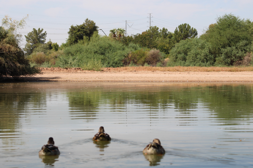 Ducks float on a small body of water. There's greenery in the background.