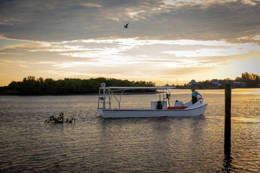 Clam farmer Jeffrey Schleede takes the boat out at dawn on Oct. 2 in Cedar Key.