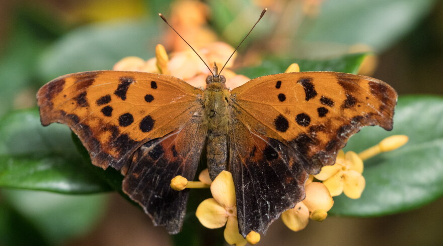 A Question Mark butterfly
