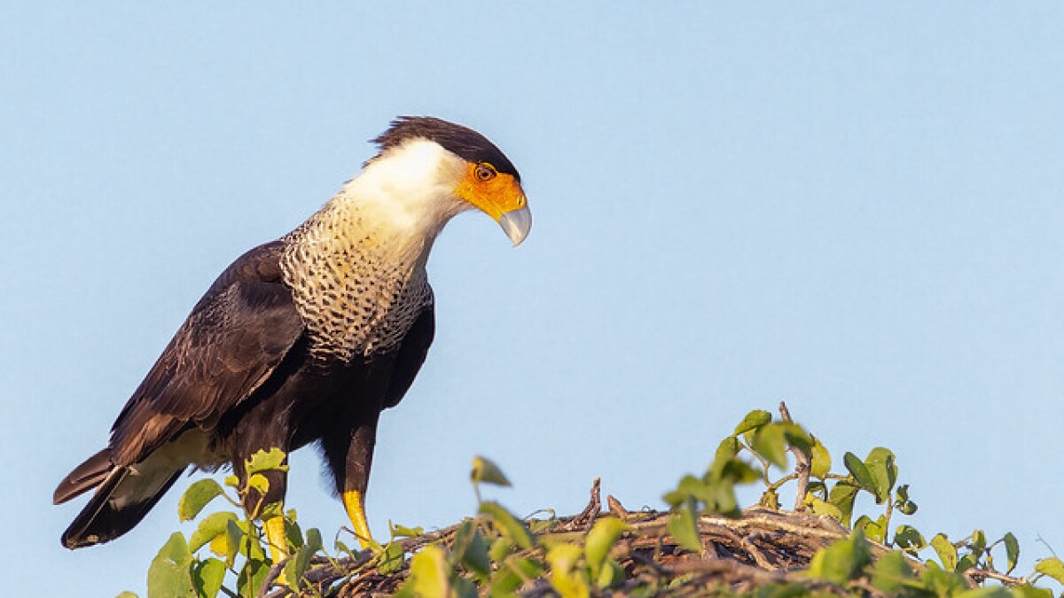 it's not a falcon