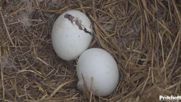 A pip in one of the eggs of North Fort Myers eagle pair F23 and M15 was seen early Wednesday morning. Thursday it had grown to a significant crack.