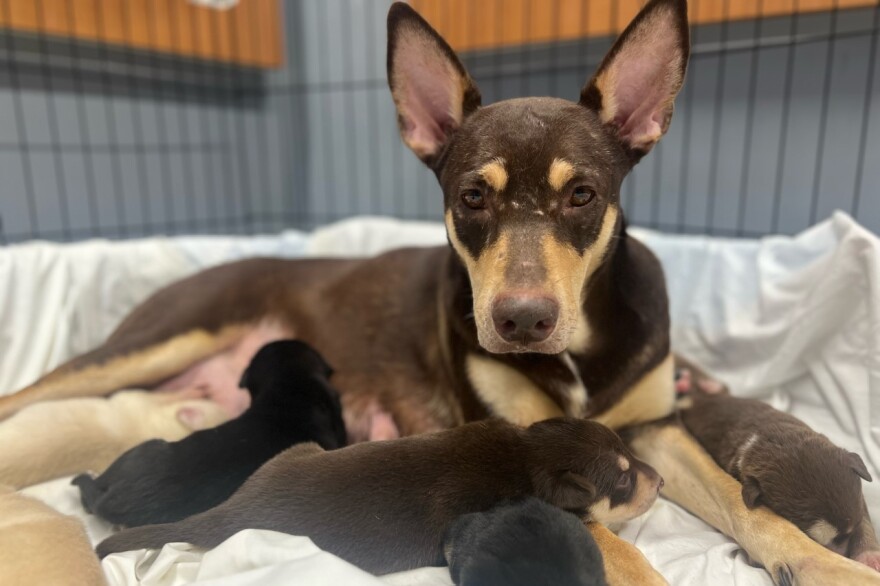 One of the dogs rescued from the unauthorized breeding facility.