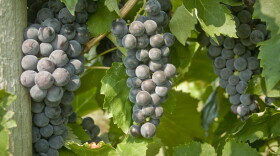 Everest seedless in a research vineyard at Cornell AgriTech