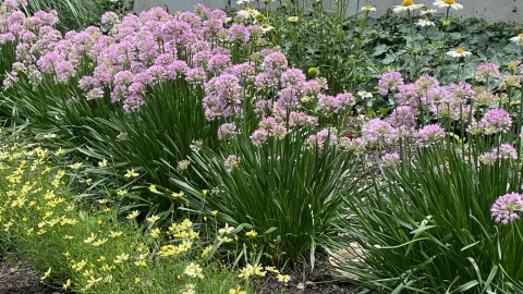 Flowers in Downtown Evansville, June 5, 2026