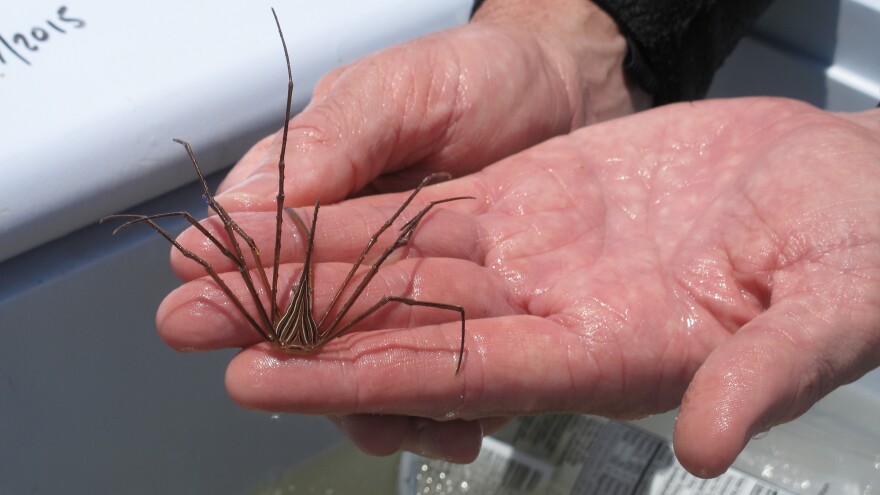 Aquarist Brian Jones caught this arrow crab while collecting specimens from the underwater forest for a new display at the Dauphin Island Sea Lab Estuarium.