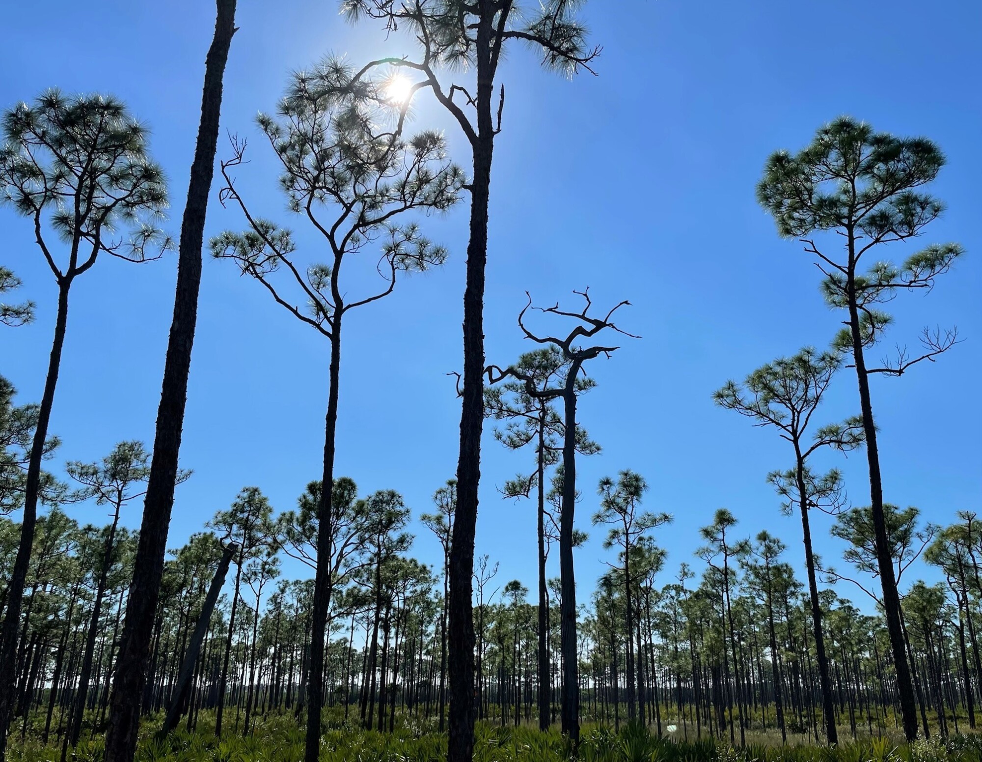 The Florida Roundup