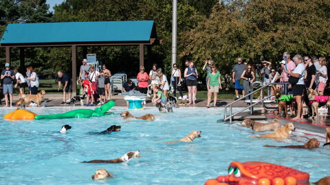 Dogs paddle in the pool for the final swim of the season at the Leawood Aquatic Center in September 2025. Area pools are offering area canines a chance to beat the heat before the water is drained at the end of the season.