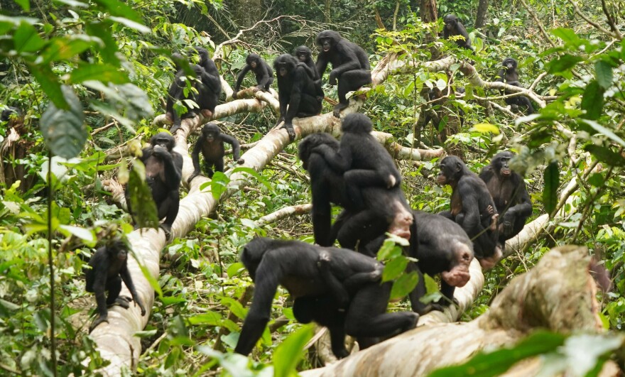 Because bonobos are endangered and nestled in the remote (and undeveloped, for now) Congo Basin in the Democratic Republic of Congo, they're much harder to study than chimpanzees.